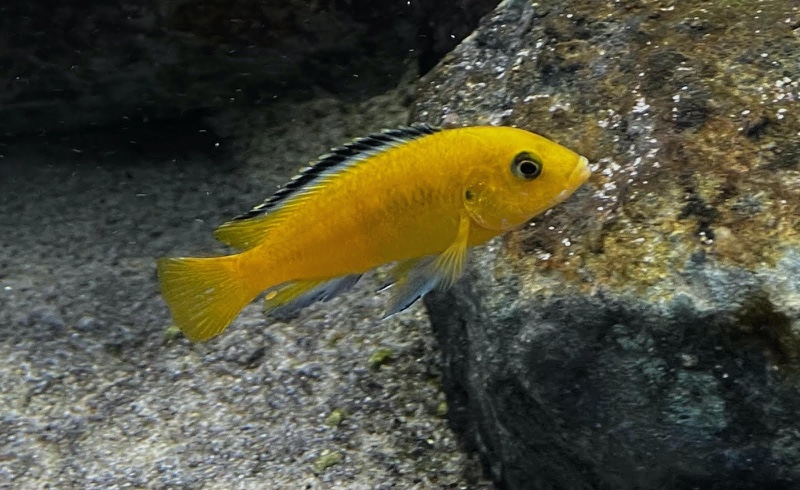 Labidochromis caeruleus 'Mbowe Island'